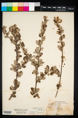 Cercocarpus montanus image