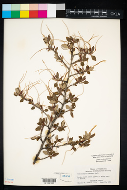 Cercocarpus montanus image