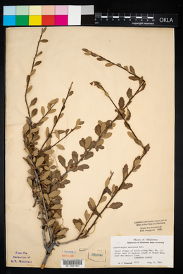 Cercocarpus montanus image