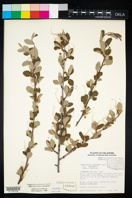 Cercocarpus montanus image