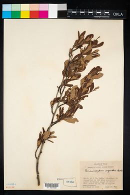 Image of Cercocarpus argenteus