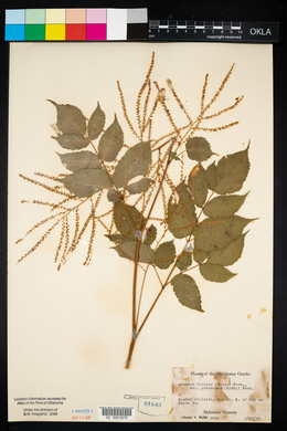 Aruncus dioicus var. pubescens image