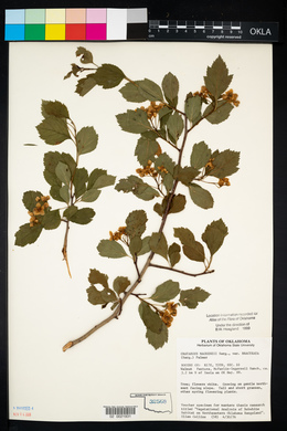 Crataegus pruinosa image