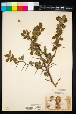 Crataegus berberifolia image