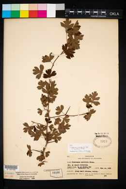 Crataegus marshallii image