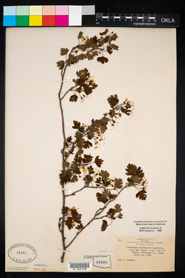 Crataegus marshallii image