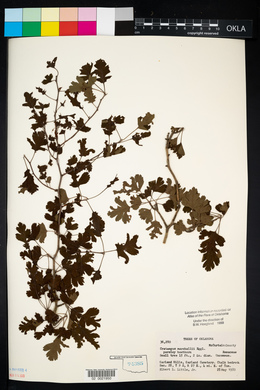 Crataegus marshallii image