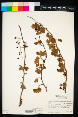 Crataegus marshallii image