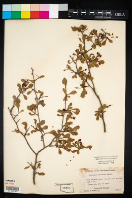 Crataegus spathulata image