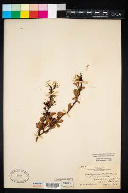 Crataegus spathulata image