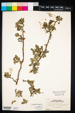 Crataegus spathulata image