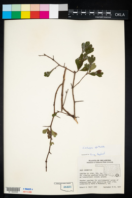 Crataegus spathulata image