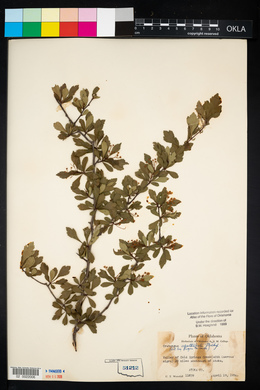 Crataegus spathulata image