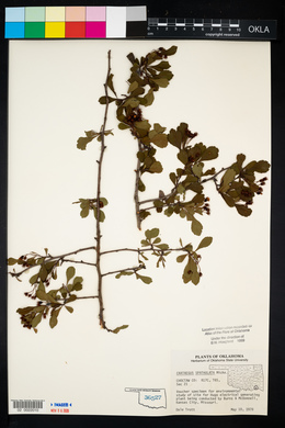 Crataegus spathulata image