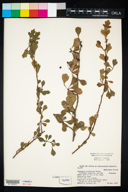 Crataegus spathulata image