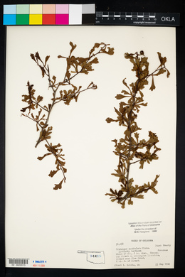 Crataegus spathulata image