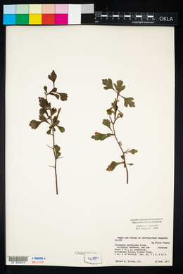 Crataegus spathulata image