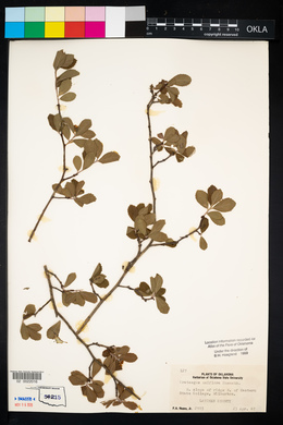 Crataegus uniflora image