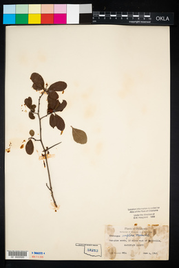 Crataegus uniflora image