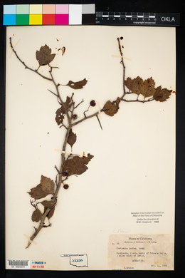 Crataegus spathulata image