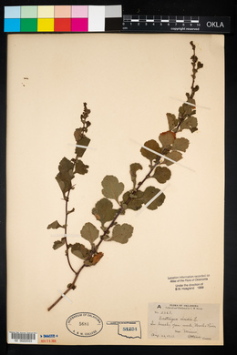 Crataegus viridis image