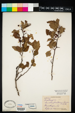 Crataegus viridis image