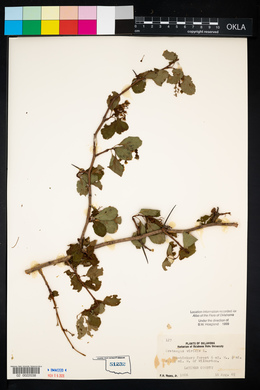 Crataegus viridis image