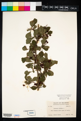 Crataegus viridis image