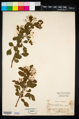 Crataegus viridis image