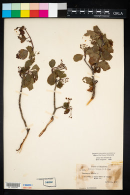 Crataegus viridis image