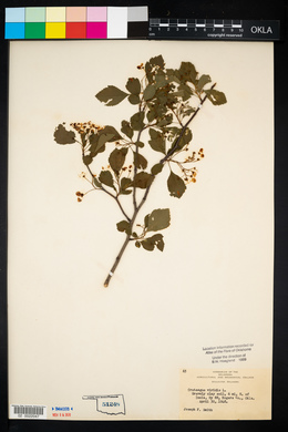 Crataegus viridis image