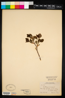 Crataegus viridis image