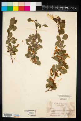 Crataegus viridis image