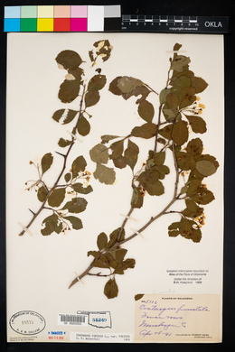 Crataegus viridis image