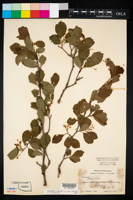 Crataegus viridis image