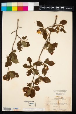 Crataegus viridis image