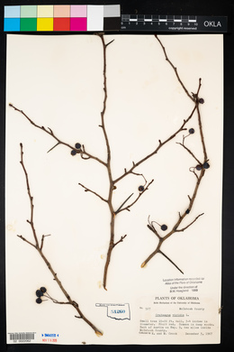 Crataegus viridis image