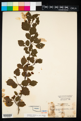 Crataegus viridis image