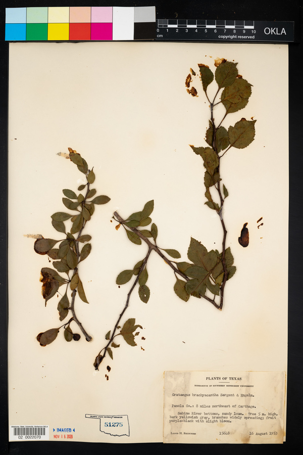 Crataegus brachyacantha image