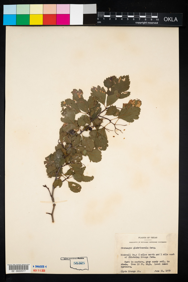 Crataegus glabriuscula image