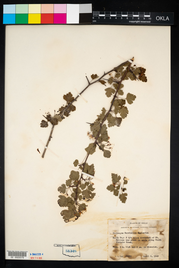 Crataegus marshallii image