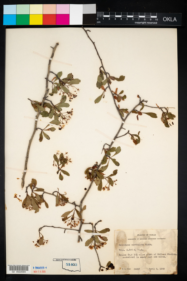 Crataegus spathulata image