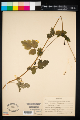 Geum vernum image