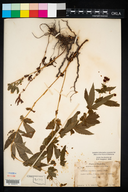 Gillenia stipulata image
