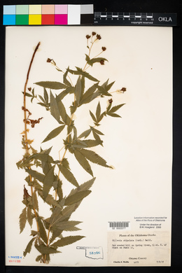 Gillenia stipulata image