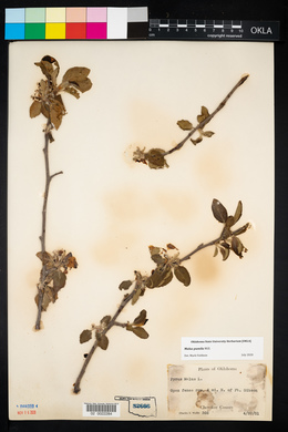 Arnoglossum plantagineum image