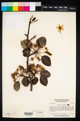 Malus sylvestris image