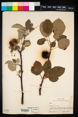 Image Associated With the Occurence