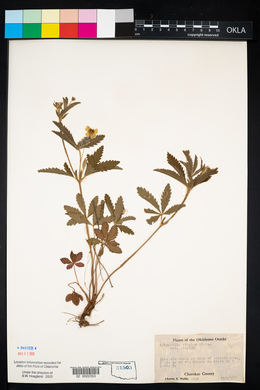 Potentilla simplex var. simplex image