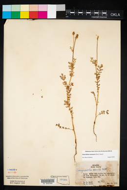 Sanguisorba annua image